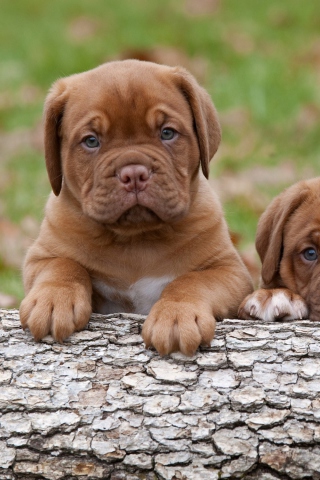Обои Dogs Puppies Dogue De Bordeaux 320x480