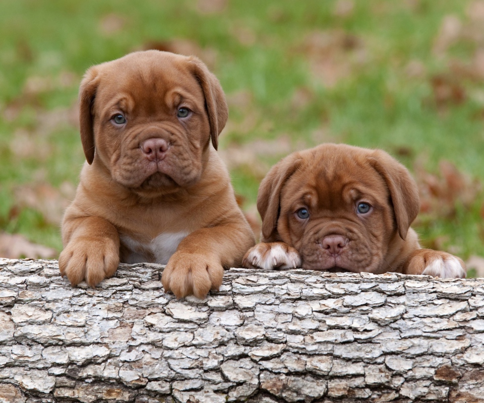 Обои Dogs Puppies Dogue De Bordeaux 960x800