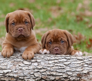 Dogs Puppies Dogue De Bordeaux sfondi gratuiti per 128x128