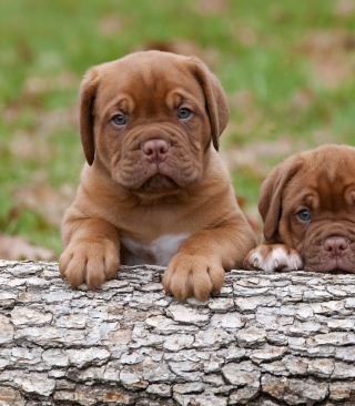 Dogs Puppies Dogue De Bordeaux - Obrázkek zdarma pro 640x960