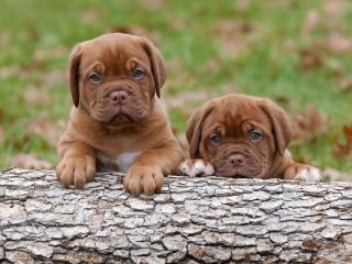 Dogs Puppies Dogue De Bordeaux - Obrázkek zdarma pro 1280x1024