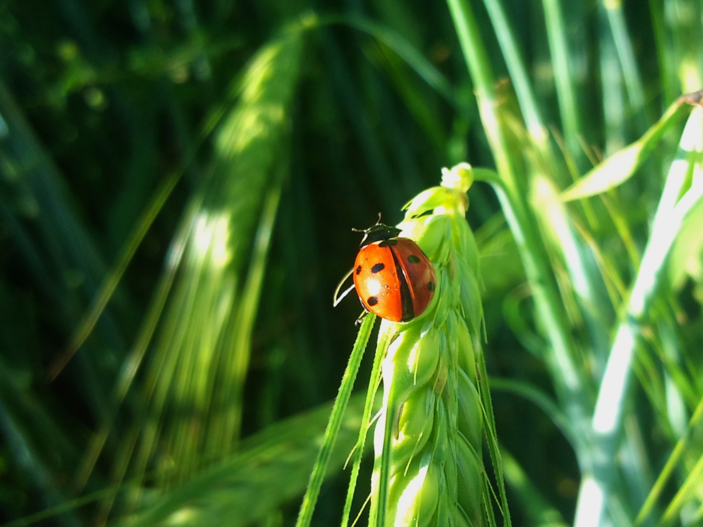 Screenshot №1 pro téma Ladybug On A Plant 1400x1050