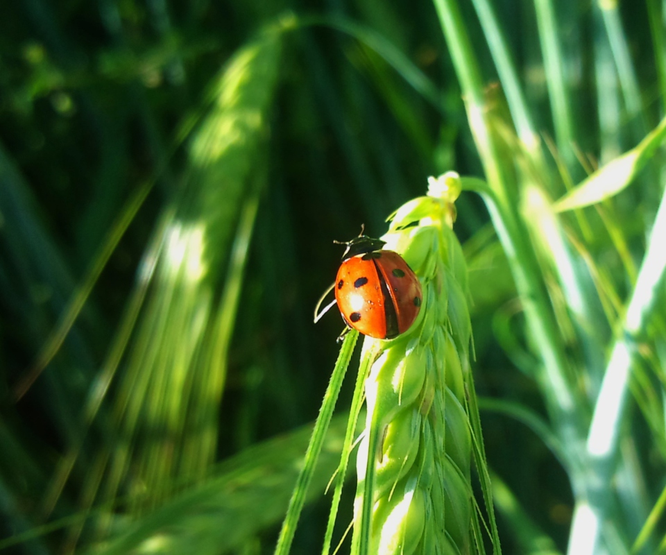 Sfondi Ladybug On A Plant 960x800