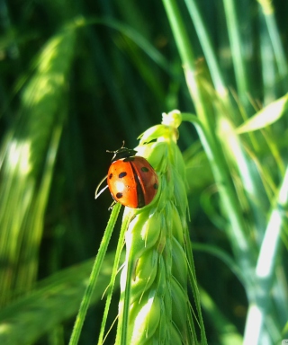 Ladybug On A Plant - Fondos de pantalla gratis para Nokia 5230