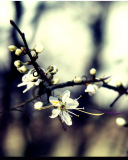 Screenshot №1 pro téma Spring White Blossom 128x160
