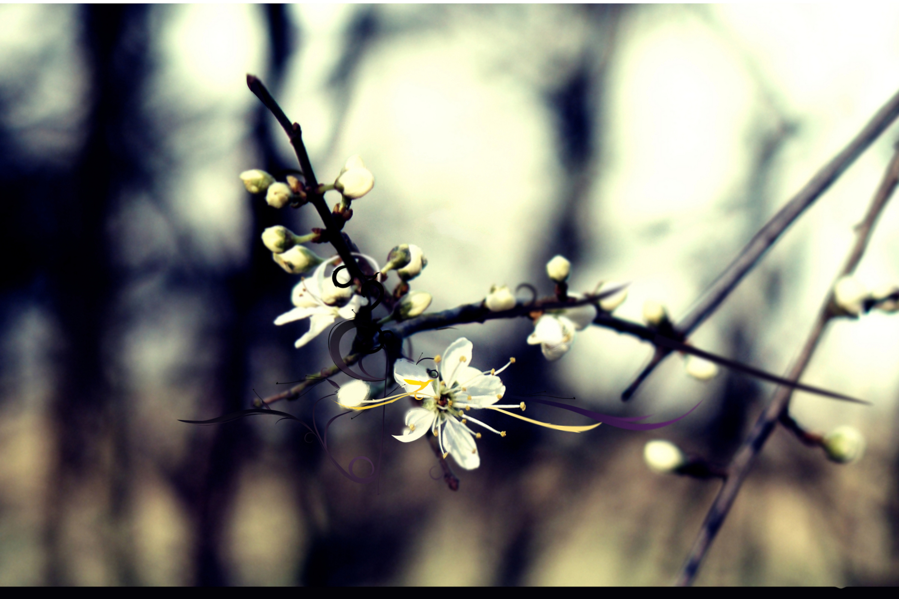 Sfondi Spring White Blossom 2880x1920