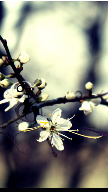 Fondo de pantalla Spring White Blossom 360x640