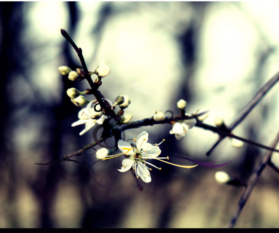 Screenshot №1 pro téma Spring White Blossom 960x800