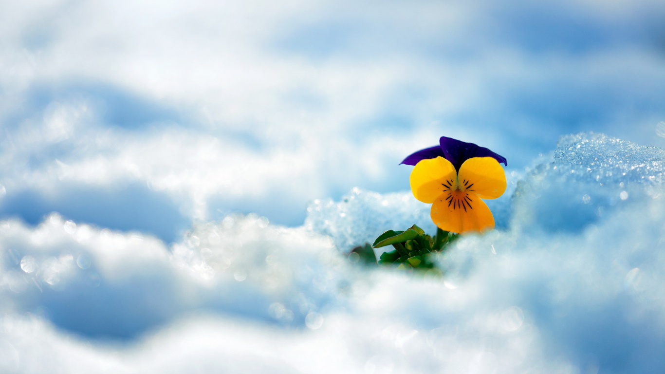 Little Yellow Flower In Snow screenshot #1 1366x768