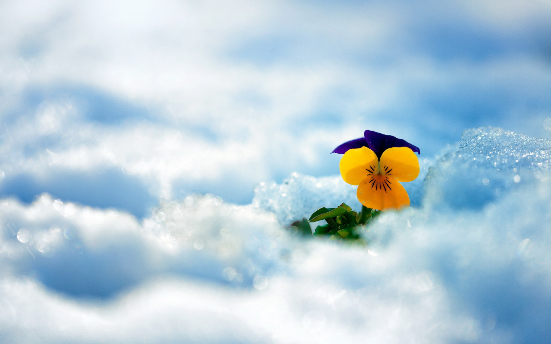 Screenshot №1 pro téma Little Yellow Flower In Snow 1920x1200