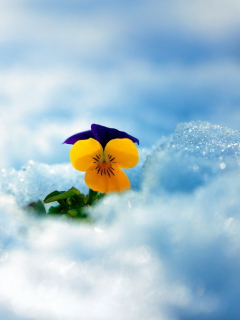 Screenshot №1 pro téma Little Yellow Flower In Snow 240x320