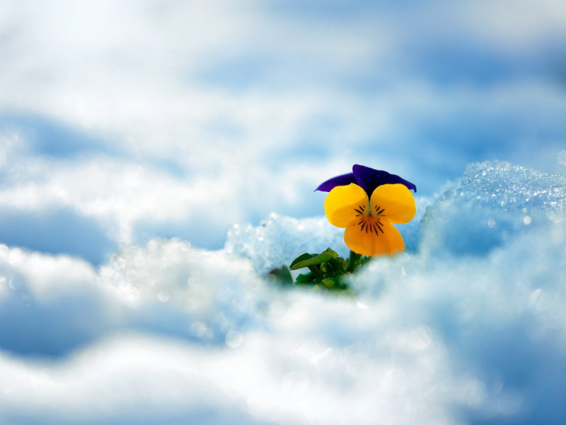 Screenshot №1 pro téma Little Yellow Flower In Snow 800x600
