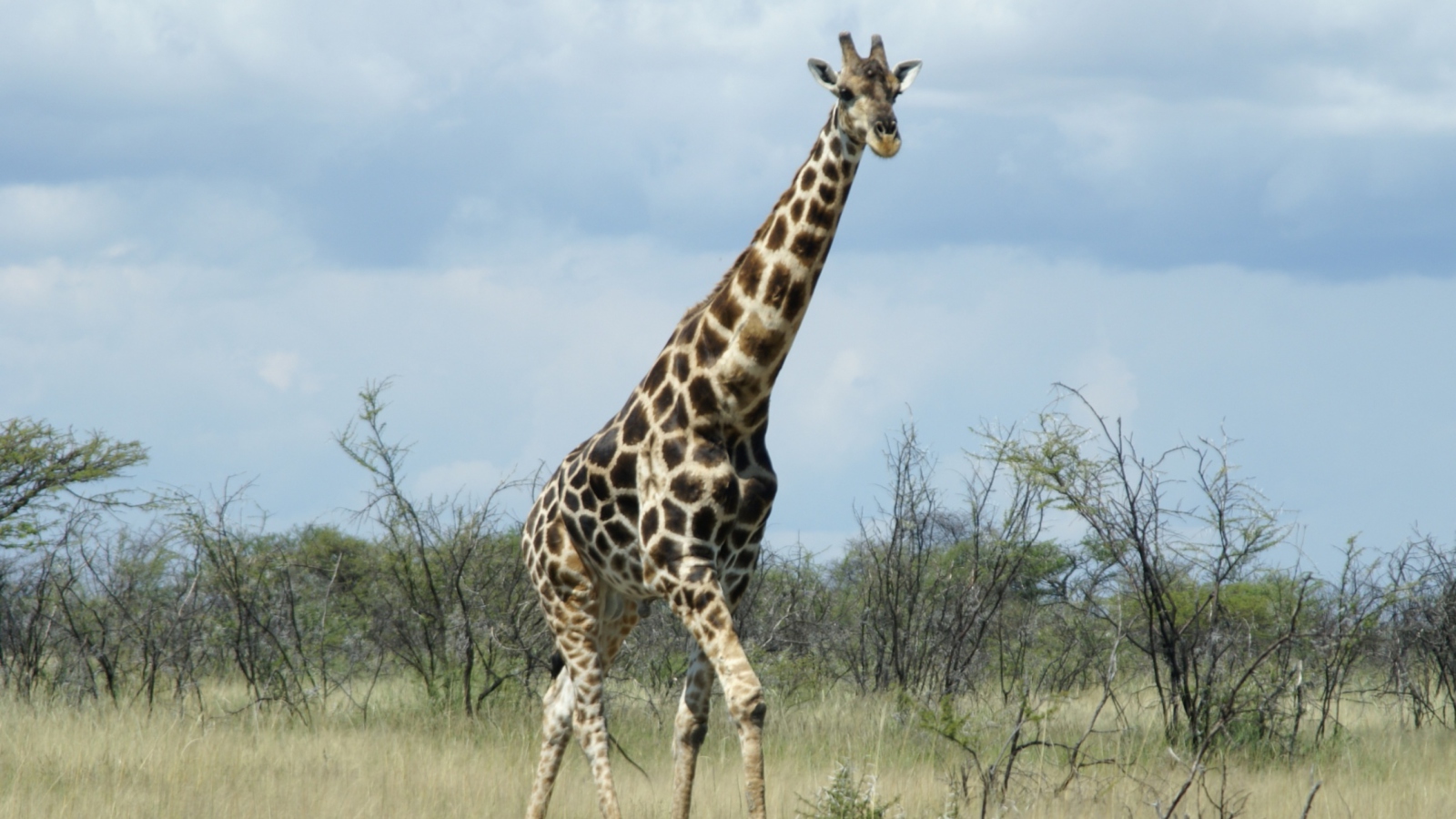 Screenshot №1 pro téma Giraffe 1600x900