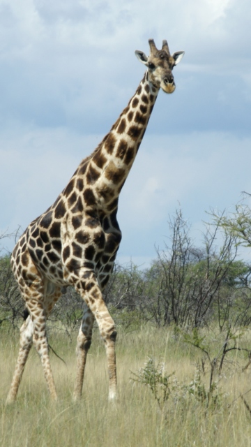 Screenshot №1 pro téma Giraffe 360x640