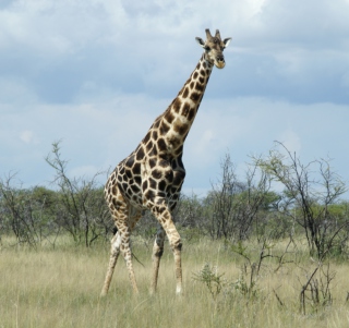Giraffe sfondi gratuiti per iPad 2
