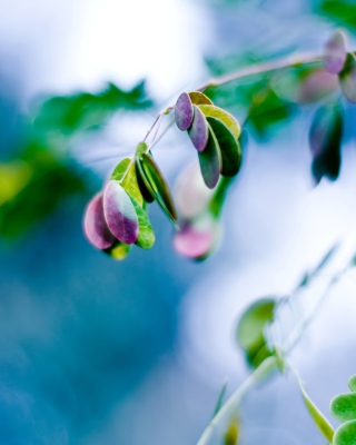 Splash Of Leaves - Obrázkek zdarma pro 480x800