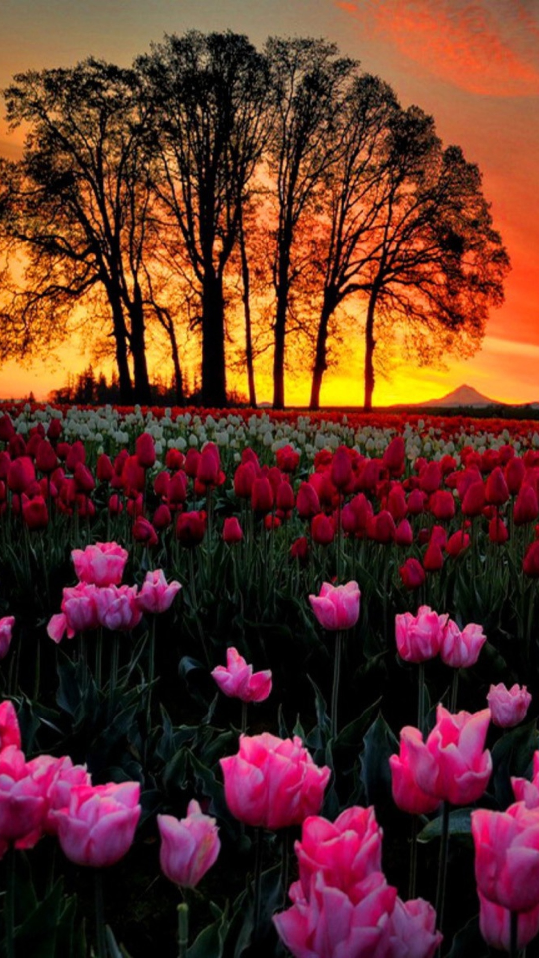 Sfondi Tulips At Sunset 1080x1920