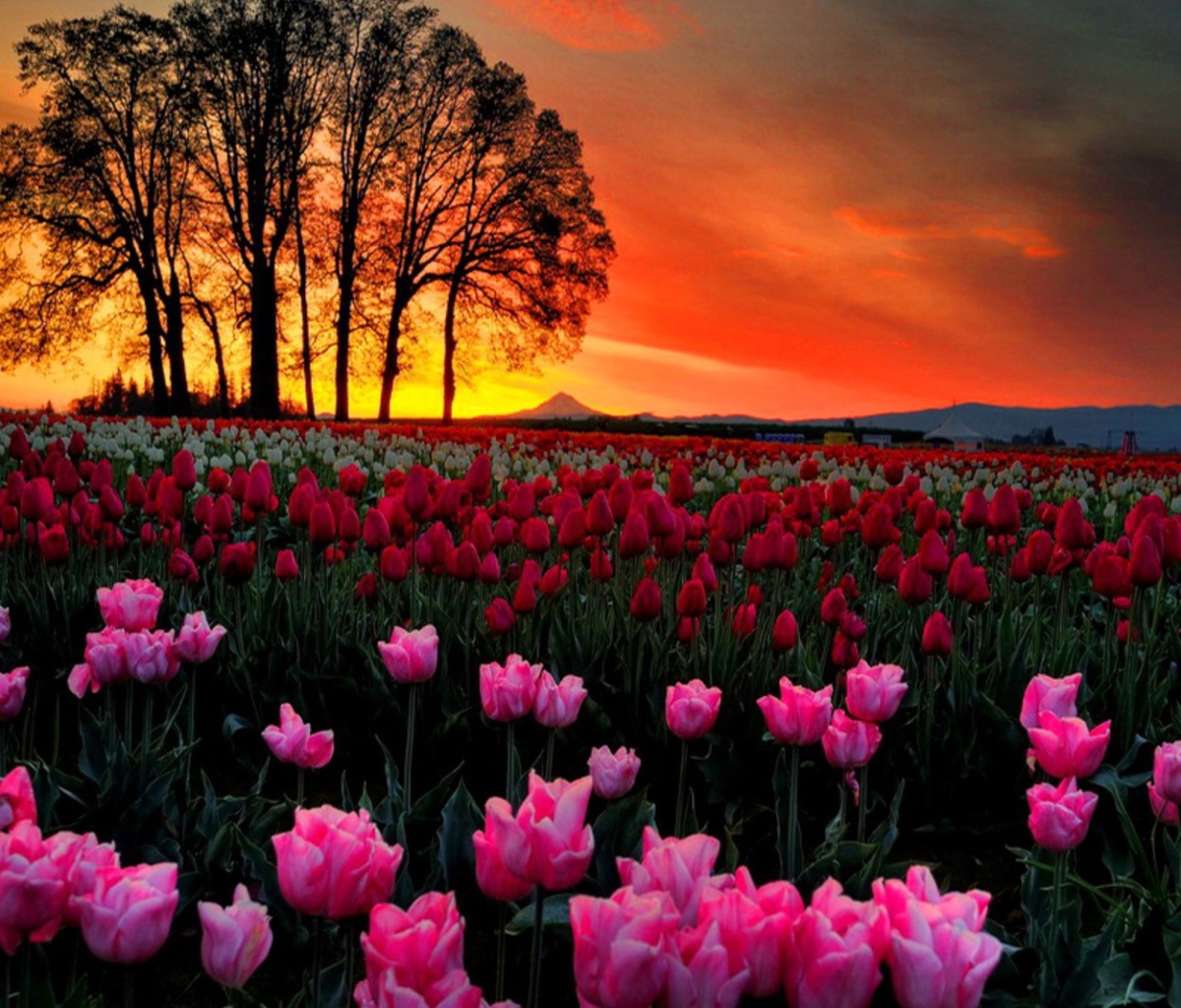 Fondo de pantalla Tulips At Sunset 1200x1024