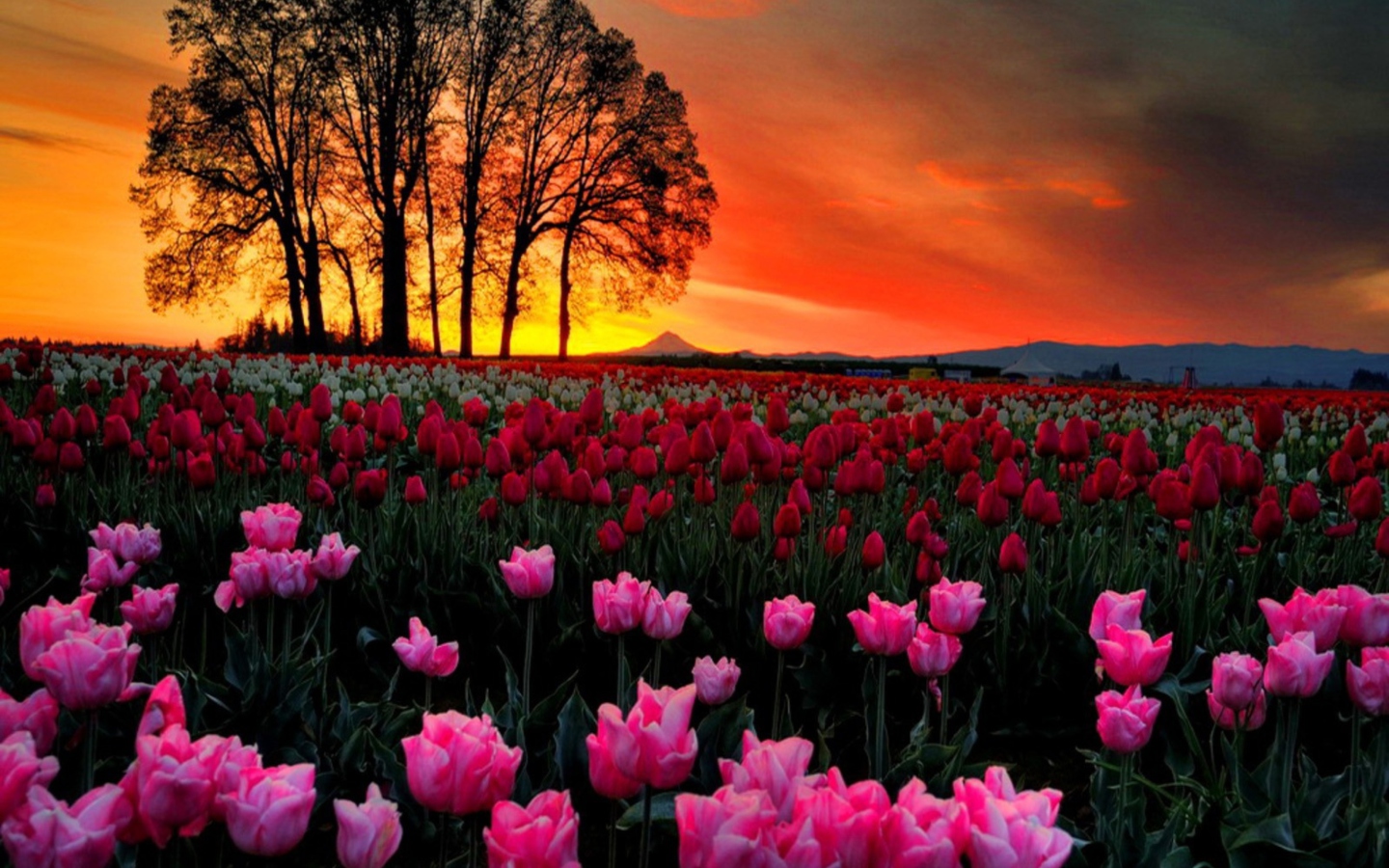 Screenshot №1 pro téma Tulips At Sunset 1440x900