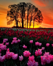 Das Tulips At Sunset Wallpaper 176x220