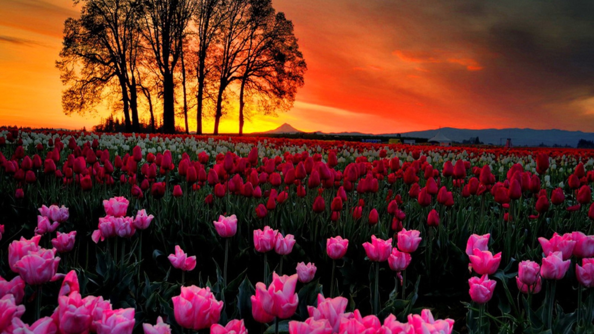 Обои Tulips At Sunset 1920x1080