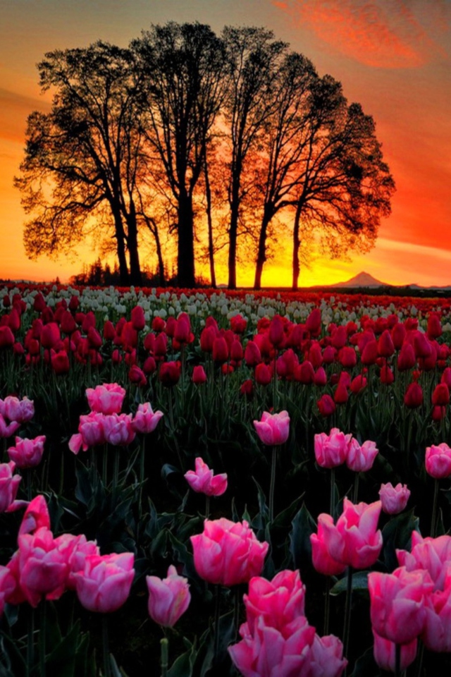 Screenshot №1 pro téma Tulips At Sunset 640x960