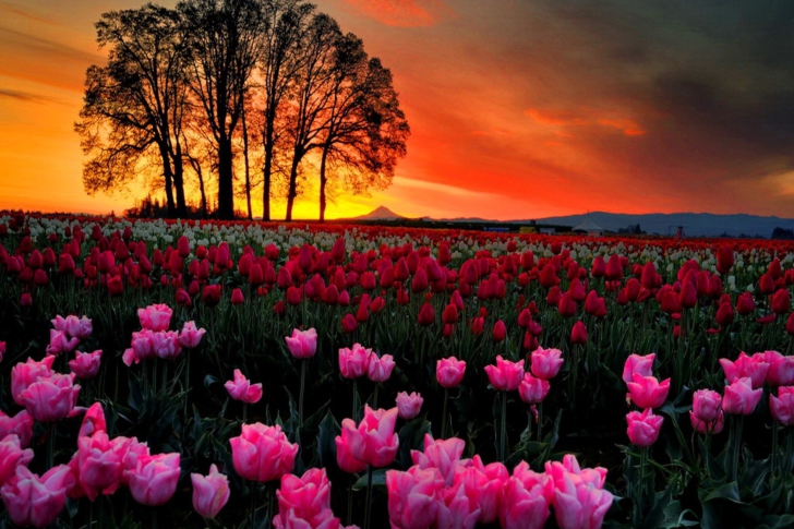 Fondo de pantalla Tulips At Sunset