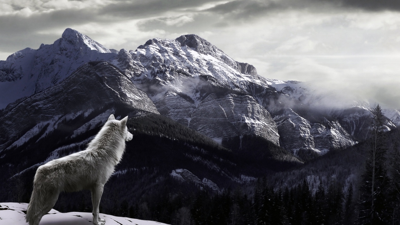 Das White Wolf In Mountains Wallpaper 1280x720