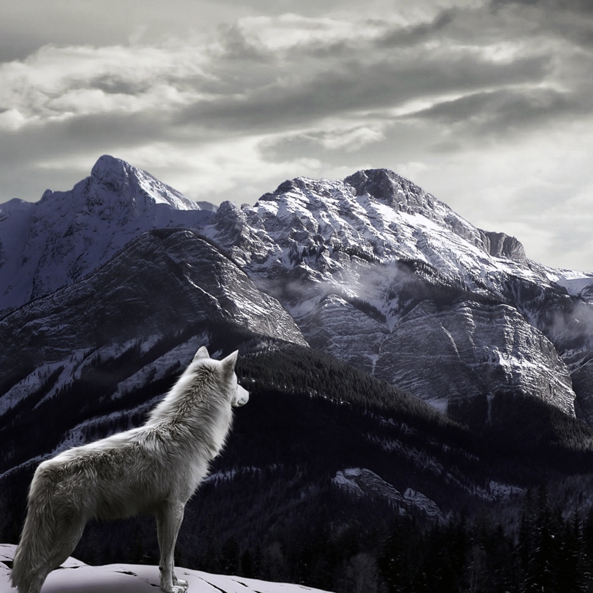 Screenshot №1 pro téma White Wolf In Mountains 2048x2048