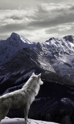 Fondo de pantalla White Wolf In Mountains 240x400