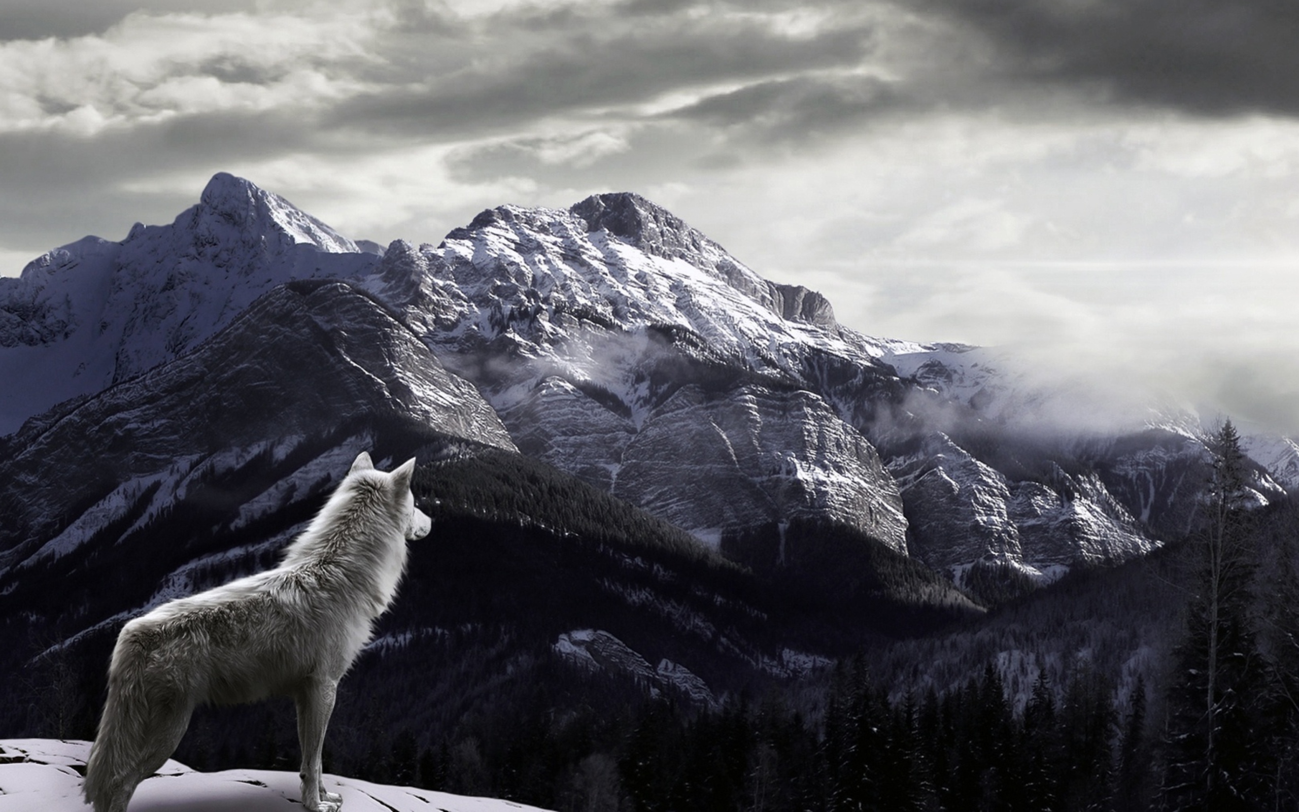 Обои White Wolf In Mountains 2560x1600