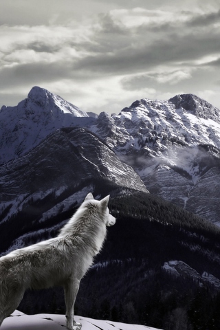 Das White Wolf In Mountains Wallpaper 320x480