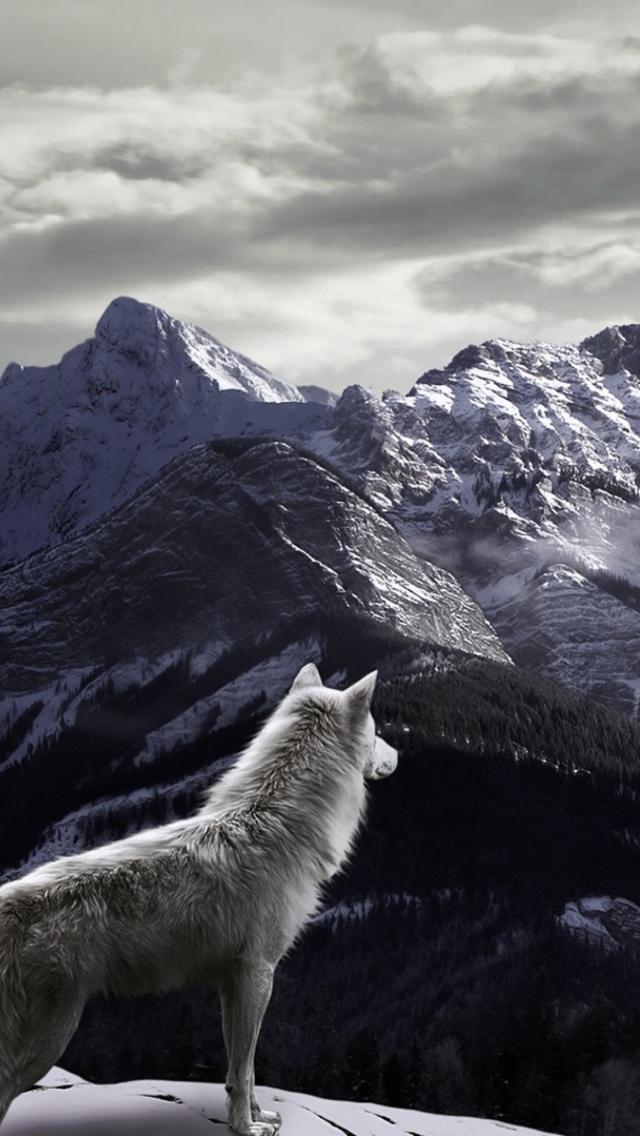 Das White Wolf In Mountains Wallpaper 640x1136