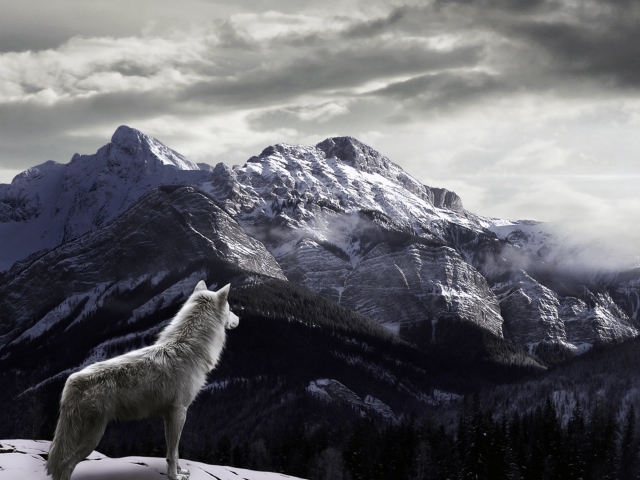 Обои White Wolf In Mountains 640x480