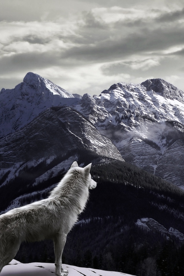Обои White Wolf In Mountains 640x960