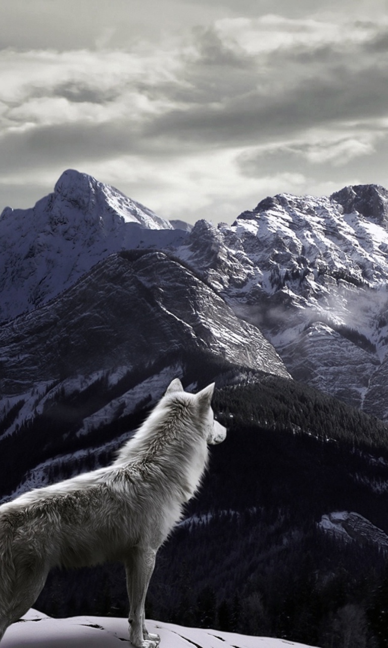 Обои White Wolf In Mountains 768x1280