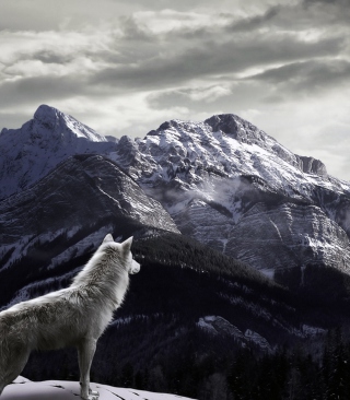 White Wolf In Mountains - Obrázkek zdarma pro Nokia Asha 309