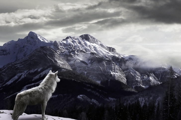Das White Wolf In Mountains Wallpaper