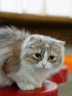 Siberian Fluffy Cat screenshot #1 240x320