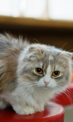 Fondo de pantalla Siberian Fluffy Cat 240x400