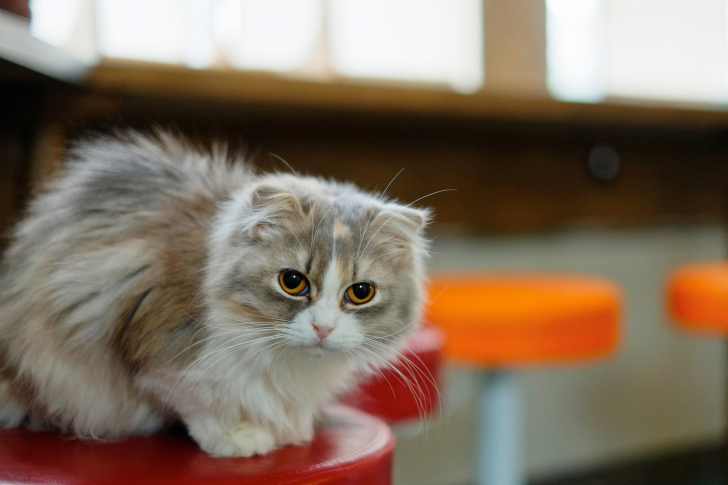 Fondo de pantalla Siberian Fluffy Cat