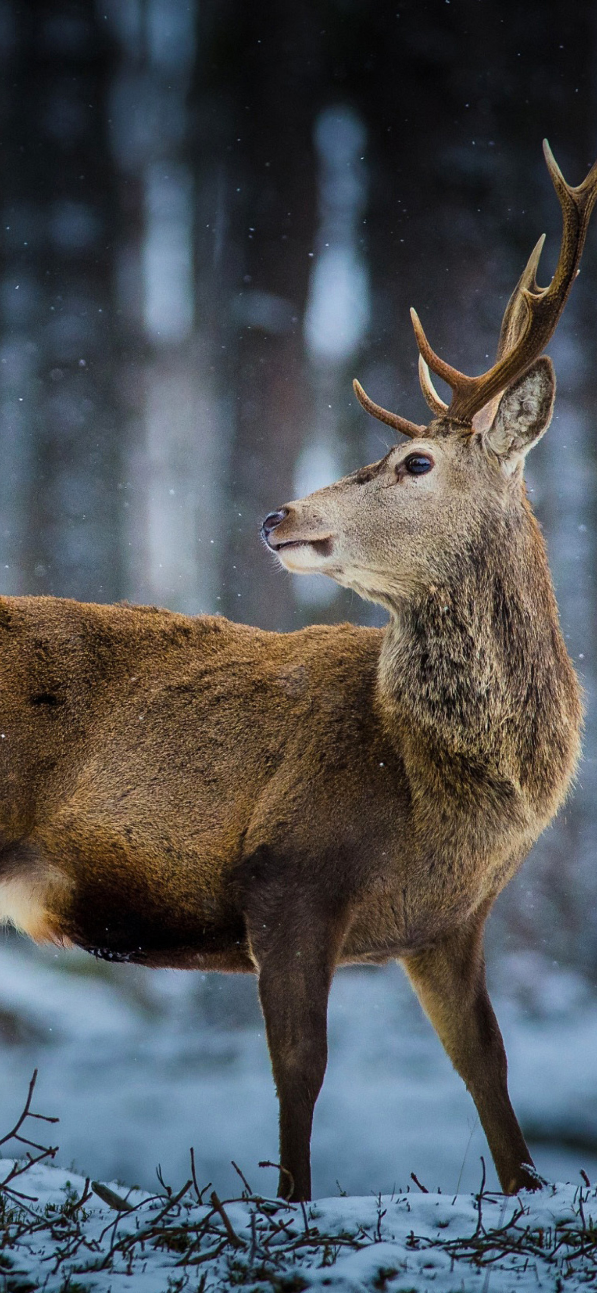 Sfondi Deer in Siberia 1170x2532