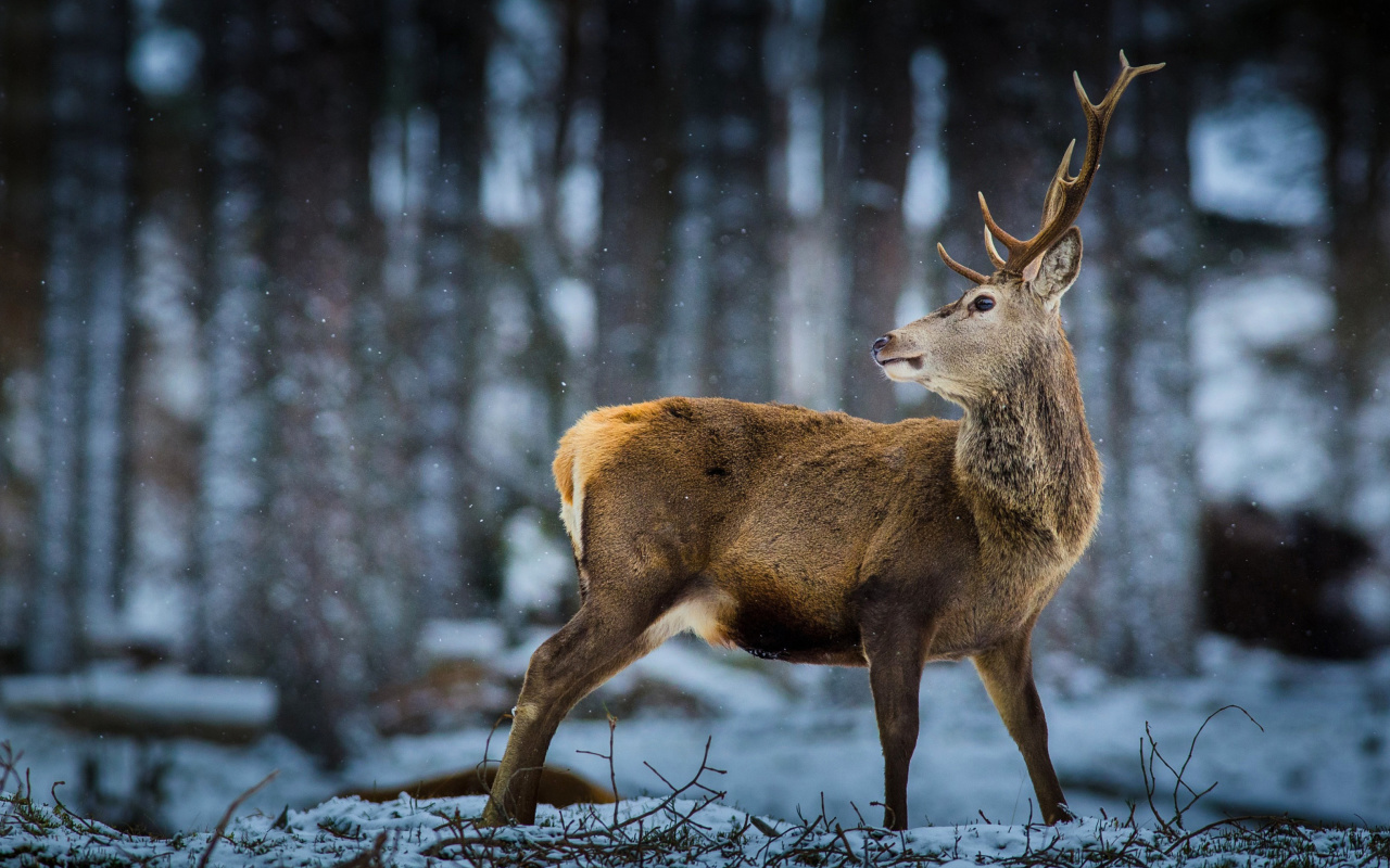 Fondo de pantalla Deer in Siberia 1280x800