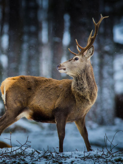 Обои Deer in Siberia 240x320