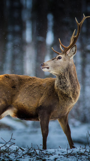 Deer in Siberia wallpaper 360x640