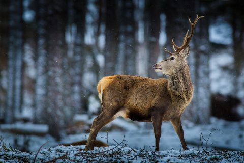 Fondo de pantalla Deer in Siberia 480x320