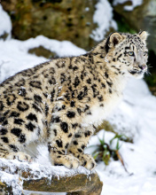 Screenshot №1 pro téma Snow Leopard 176x220