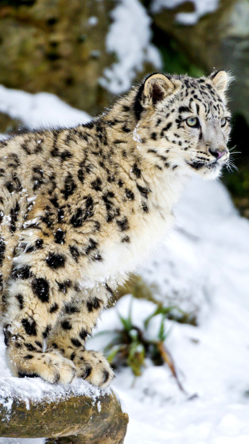 Snow Leopard wallpaper 360x640