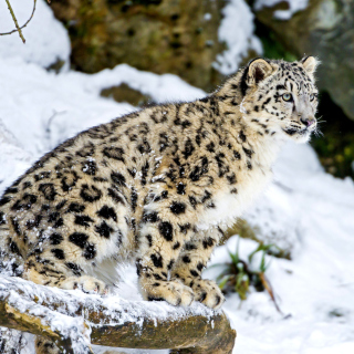 Snow Leopard - Obrázkek zdarma pro iPad mini