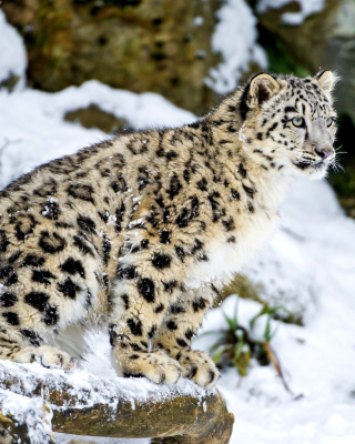 Snow Leopard - Obrázkek zdarma pro 240x400